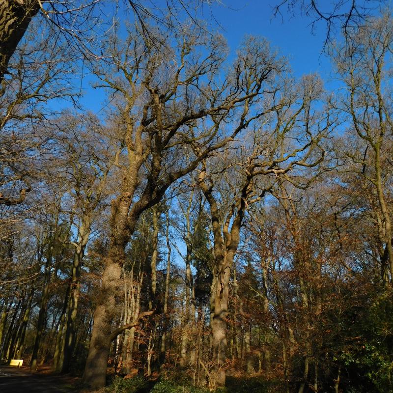 Over de eiken aan het Uddelermeer