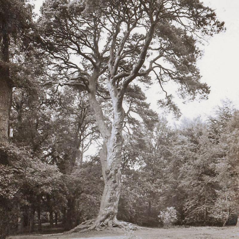 Over de duizendjarig den in Wolfheze