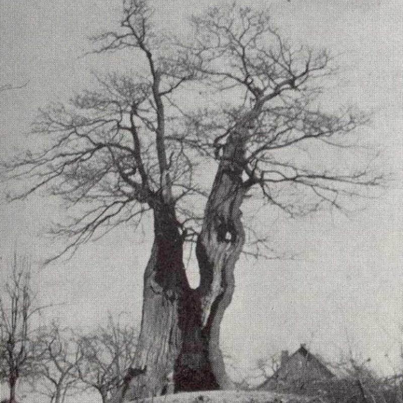 Over de uiverboom bij kasteel Doornenburg