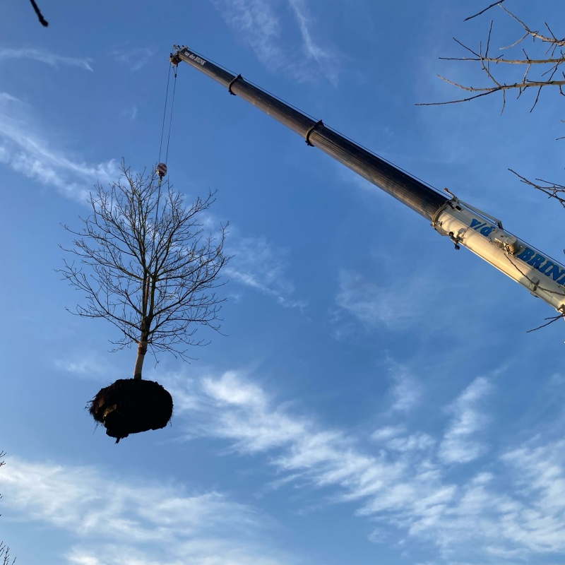 Notenboom verplanten