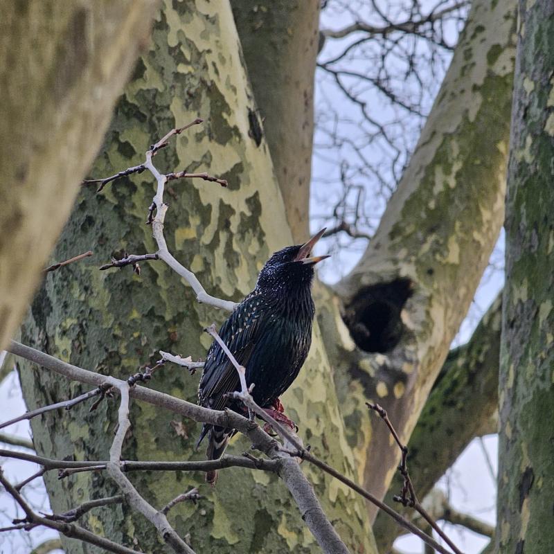 Wat is 15 maart voor magische datum, vraagt u misschien?