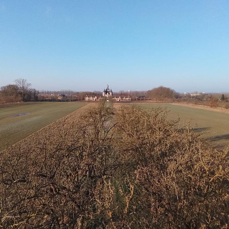 Over de hoogstam perenbomen