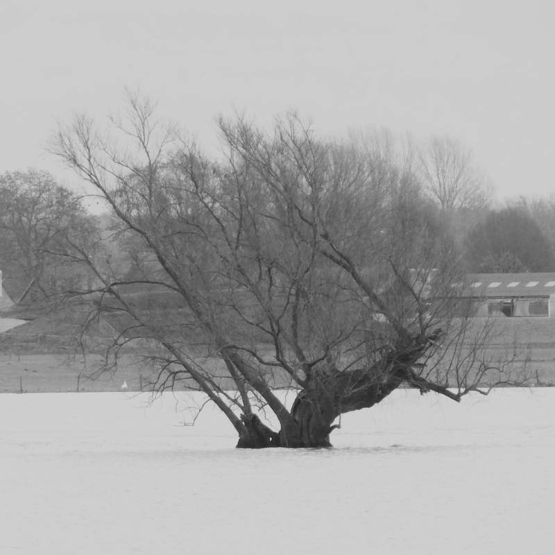 Over de schietwilgen