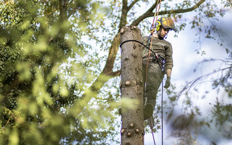 Veilig en planmatig kappen van bomen
