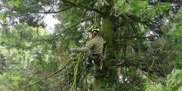 Vacature boomverzorger ETW