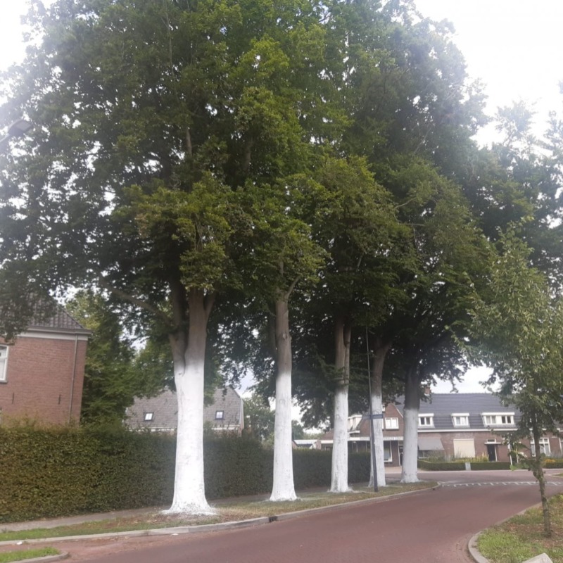 Stammen witten 's-Hertogenbosch