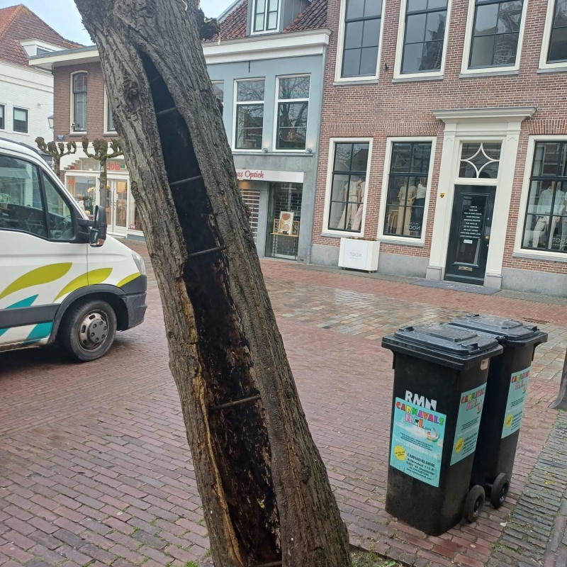 Oude veterane bomen in IJsselstein