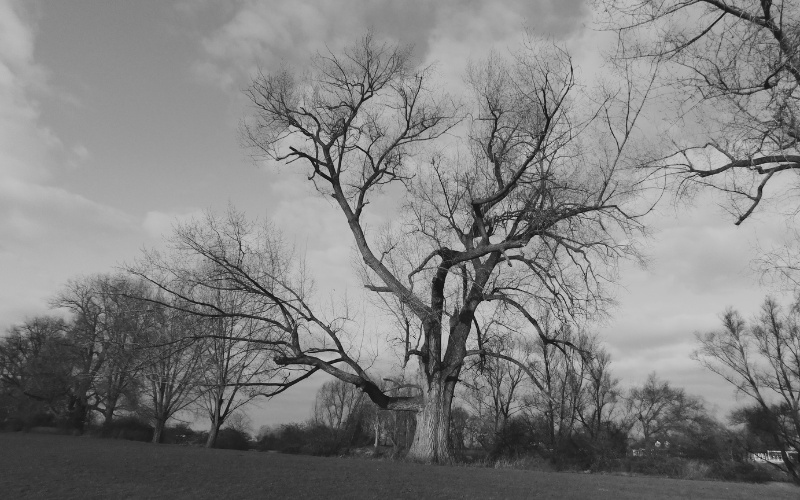 Geldersche bomen - Angerlo