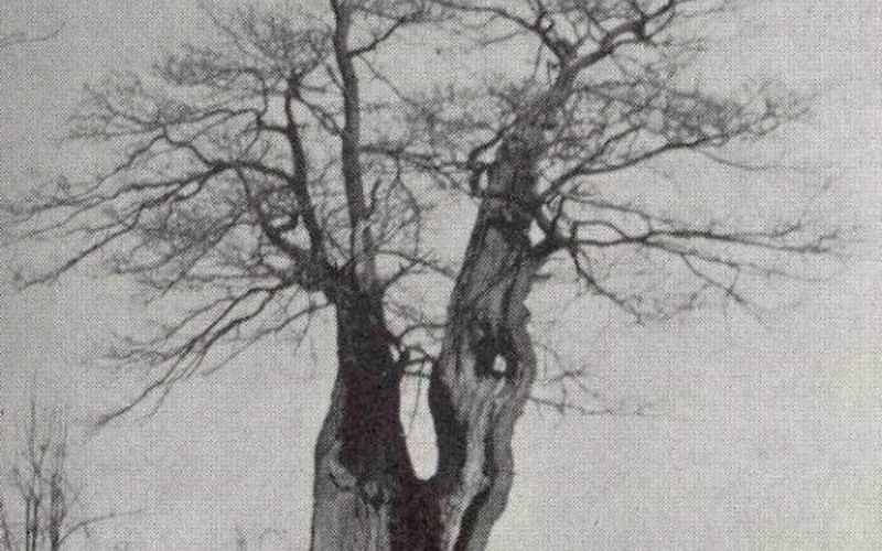 Geldersche bomen - Doornenburg