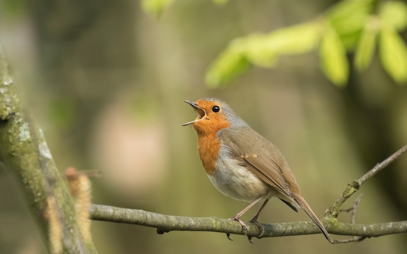 Broedseizoen - Vanaf maart leggen alle vogeltjes een ei