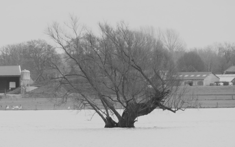 Geldersche bomen - Wilp