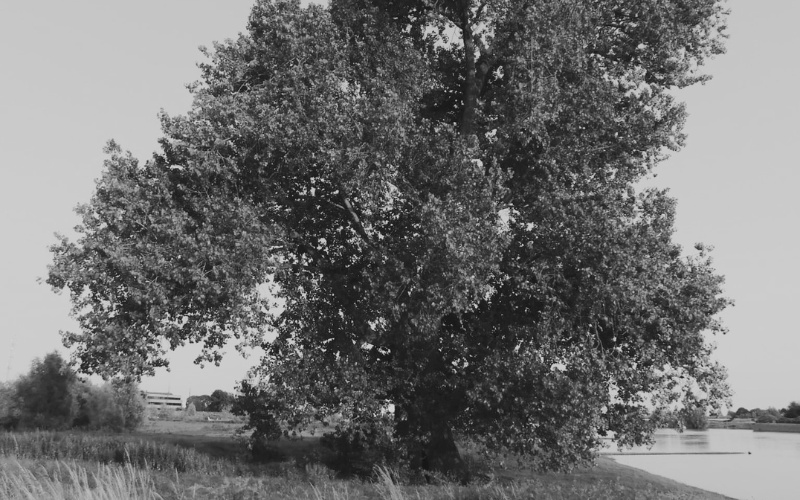 Geldersche bomen - Zutphen