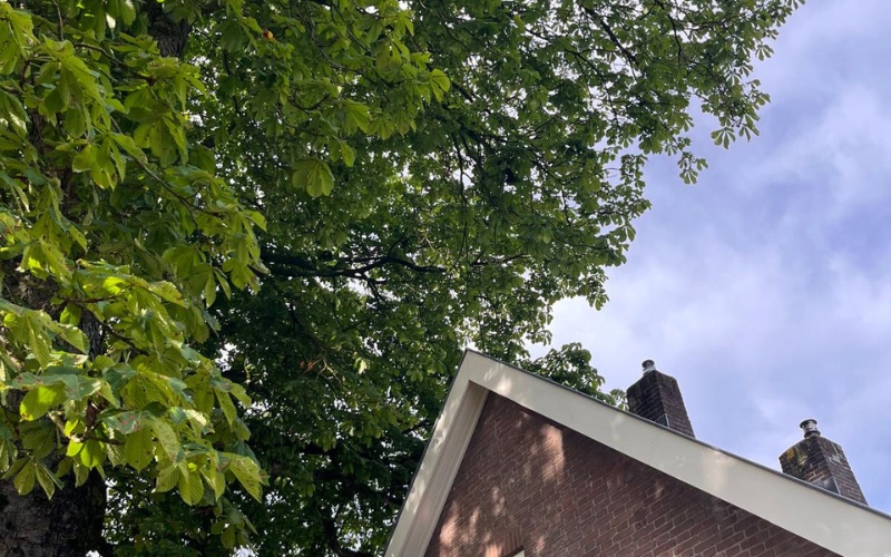 Zorgplicht voor bomen: dit moet iedere boomeigenaar weten
