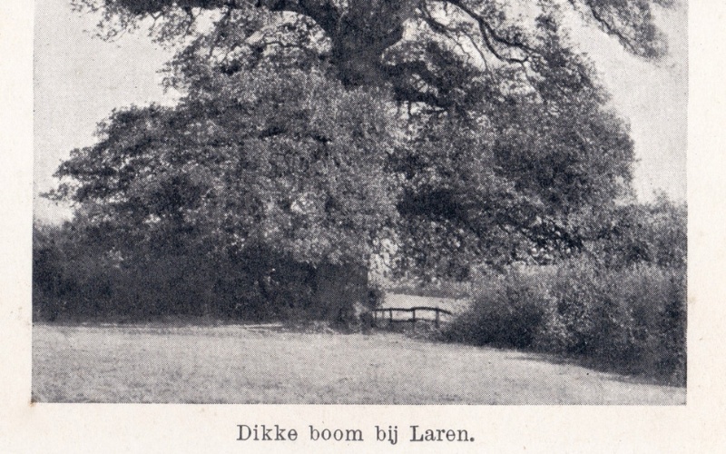 Geldersche bomen - Laren